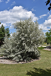 Silverado Olive (Elaeagnus 'Jefsil') at Creekside Home & Garden