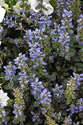 Chocolate Chip Bugleweed (Ajuga reptans 'Chocolate Chip') at Creekside Home & Garden
