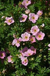 Pink Beauty Potentilla (Potentilla fruticosa 'Pink Beauty') at Creekside Home & Garden