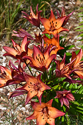 Royal Sunset Lily (Lilium 'Royal Sunset') at Creekside Home & Garden