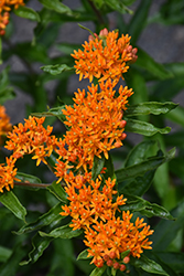 Butterfly Weed (Asclepias tuberosa) at Creekside Home & Garden