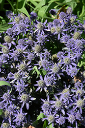Blue Hobbit Sea Holly (Eryngium planum 'Blue Hobbit') at Creekside Home & Garden