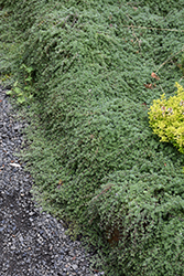 Wooly Thyme (Thymus pseudolanuginosis) at Creekside Home & Garden