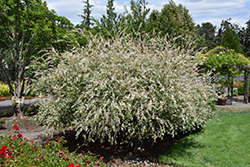 Tricolor Willow (Salix integra 'Hakuro Nishiki') at Creekside Home & Garden