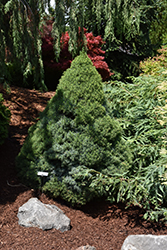 Alberta Blue Dwarf Spruce (Picea glauca 'Alberta Blue') at Creekside Home & Garden