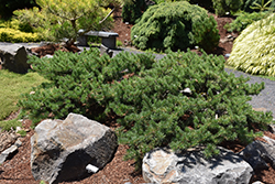 Shoodic Dwarf Jack Pine (Pinus banksiana 'Schoodic') at Creekside Home & Garden