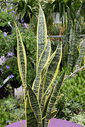Striped Snake Plant (Sansevieria trifasciata 'Laurentii') at Creekside Home & Garden