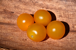 Sungold Tomato (Solanum lycopersicum 'Sungold') at Creekside Home & Garden