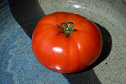 Super Fantastic Tomato (Solanum lycopersicum 'Super Fantastic') at Creekside Home & Garden