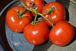 Manitoba Tomato (Solanum lycopersicum 'Manitoba') at Creekside Home & Garden