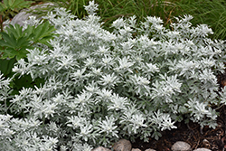Silver Brocade Artemisia (Artemisia stelleriana 'Silver Brocade') at Creekside Home & Garden