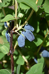 Berry Smart Blue Honeyberry (Lonicera caerulea 'Berry Smart Blue') at Creekside Home & Garden