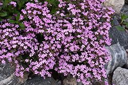 Rock Soapwort (Saponaria ocymoides) at Creekside Home & Garden