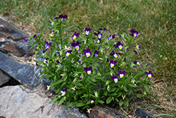 Johnny Jump-Up (Viola tricolor) at Creekside Home & Garden