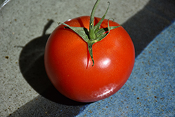 Early Girl Tomato (Solanum lycopersicum 'Early Girl') at Creekside Home & Garden