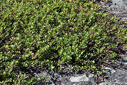 Bearberry (Arctostaphylos uva-ursi) at Creekside Home & Garden