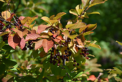 Chokecherry (Prunus virginiana) at Creekside Home & Garden