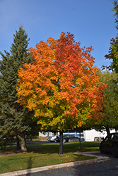 Unity Sugar Maple (Acer saccharum 'Unity') at Creekside Home & Garden