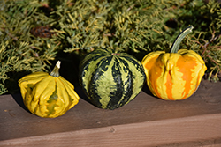 Ornamental Gourd (Cucurbita pepo 'Ornamental Gourd') at Creekside Home & Garden