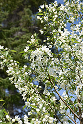 Starlite Flowering Crab (Malus 'Jeflite') at Creekside Home & Garden