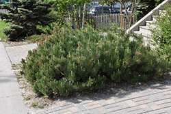 Dwarf Mugo Pine (Pinus mugo var. pumilio) at Creekside Home & Garden