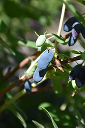 Sweetberry Honeysuckle (Lonicera caerulea var. edulis) at Creekside Home & Garden