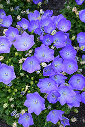 Rapido Blue Bellflower (Campanula carpatica 'Rapido Blue') at Creekside Home & Garden