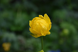Lemon Queen Globeflower (Trollius x cultorum 'Lemon Queen') at Creekside Home & Garden