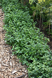 Peppermint (Mentha x piperita) at Creekside Home & Garden