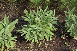 Common Sage (Salvia officinalis) at Creekside Home & Garden