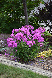 Flame Lilac Garden Phlox (Phlox paniculata 'Flame Lilac') at Creekside Home & Garden