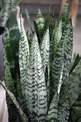 Snake Plant (Sansevieria trifasciata) at Creekside Home & Garden