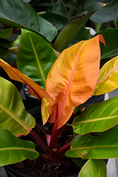 Prismacolor Prince of Orange Philodendron (Philodendron 'Prince of Orange') at Creekside Home & Garden