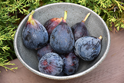 Brown Turkey Fig (Ficus carica 'Brown Turkey') at Creekside Home & Garden