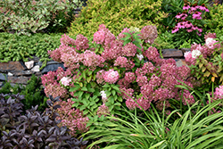 Bobo Hydrangea (Hydrangea paniculata 'ILVOBO') at Creekside Home & Garden