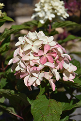 Quick Fire Fab Hydrangea (Hydrangea paniculata 'SMNHPM') at Creekside Home & Garden