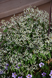 Breathless White Euphorbia (Euphorbia 'Balbrewite') at Creekside Home & Garden
