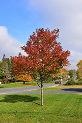 Northwood Red Maple (Acer rubrum 'Northwood') at Creekside Home & Garden