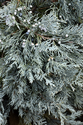 Blue Haven Juniper (Juniperus scopulorum 'Blue Haven') at Creekside Home & Garden