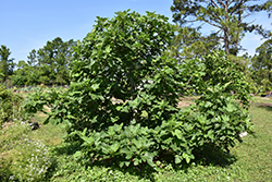 Brown Turkey Fig (Ficus carica 'Brown Turkey') at Creekside Home & Garden