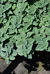 Hot And Spicy Oregano (Origanum 'Hot And Spicy') at Creekside Home & Garden
