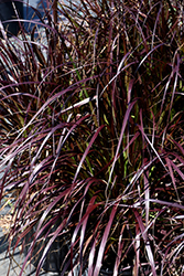 Purple Fountain Grass (Pennisetum setaceum 'Rubrum') at Creekside Home & Garden
