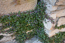 Kenilworth Ivy (Cymbalaria muralis) at Creekside Home & Garden