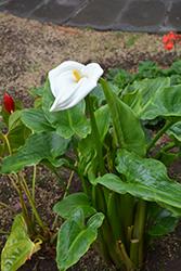 Calla Lily (Zantedeschia aethiopica) at Creekside Home & Garden