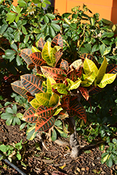 Variegated Croton (Codiaeum variegatum 'var. pictum') at Creekside Home & Garden