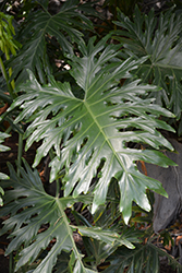 Tree Philodendron (Philodendron selloum) at Creekside Home & Garden