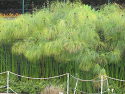 Papyrus (Cyperus papyrus) at Creekside Home & Garden