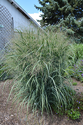 Northwind Switch Grass (Panicum virgatum 'Northwind') at Creekside Home & Garden