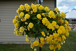 Nonstop Joy Yellow Begonia (Begonia 'Nonstop Joy Yellow') at Creekside Home & Garden