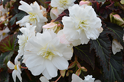 Nonstop Joy Mocca White Begonia (Begonia 'Nonstop Joy Mocca White') at Creekside Home & Garden